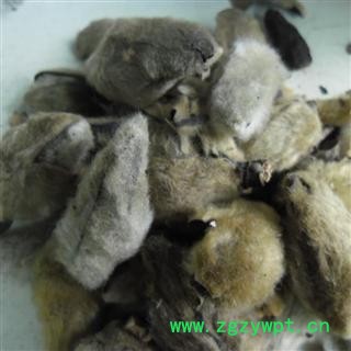 辛夷花 统 产地 河南省南阳市市辖区图4