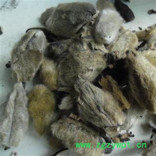 辛夷花 统 产地 河南省南阳市市辖区图2