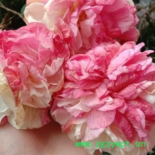 好货芙蓉花 产地四川省成都市双流县  库存100千克 可售图4