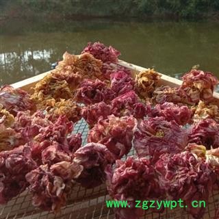 好货芙蓉花 产地四川省成都市双流县  库存100千克 可售图2