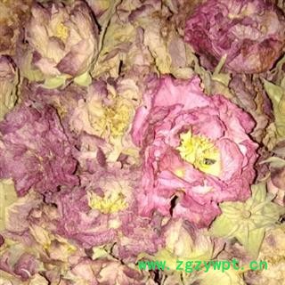 好货芙蓉花 产地四川省成都市双流县  库存100千克 可售图3