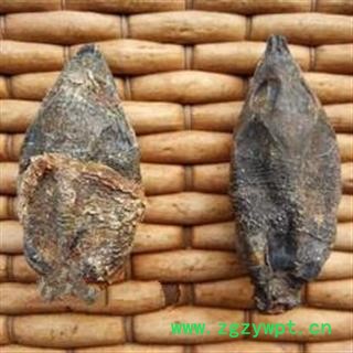 诺源药材行中药材 鳖头 优质个大 鳖首 龟头图2