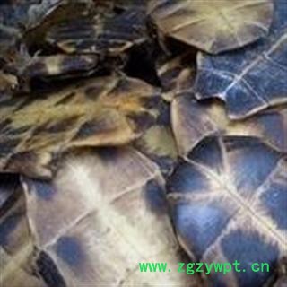 诺源药材行优质龟板  龟壳 旱龟板图4