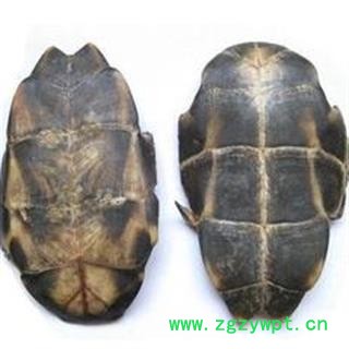 诺源药材行优质龟板  龟壳 旱龟板图2