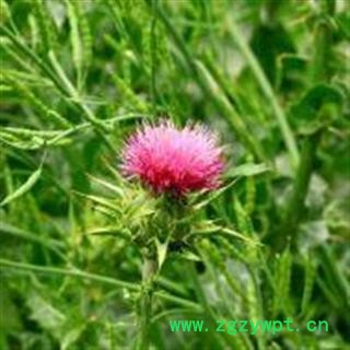 水飞蓟草 水飞蓟 奶蓟草、老鼠筋、水飞雉、奶蓟 华安堂图2