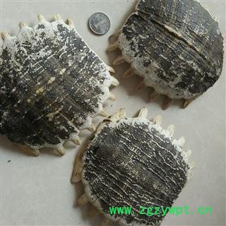 诺源药材行鳖甲 甲鱼壳 上甲鳖壳 团鱼甲 鳖盖子 龟板图2