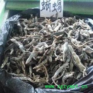 诺源药材行中药材蜥蜴 麻蜥蜴 马蛇子  四脚蛇图2