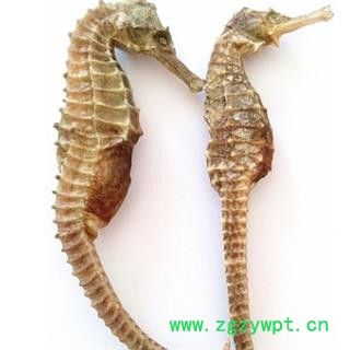 安祁名药海马全清水8克 大条 产地 海外图2