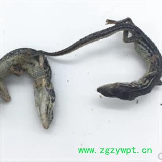 安祁名药优质石龙子 麻蜥蜴图2