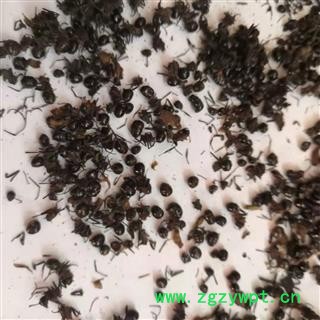 安祁名药蚂蚁 黑蚂蚁 拟多黑刺蚂蚁图2