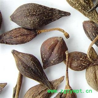 连翘@【华美中药】中药材批发供应【连翘】图4