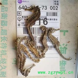 安祁名药优质海马 海龙 海蛇图2