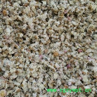 白菊花 菊花  选装白色小菊花 河北产小菊花 颜色纯白 产地 河北省保定市图2