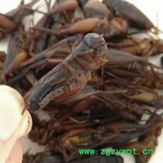 安祁名药中药材蟋蟀  蛐蛐图2