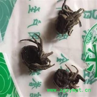 安祁名药蜘蛛 黑蜘蛛  大黑蜘蛛图2