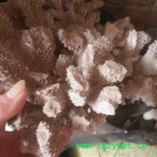 安祁名药珊瑚 白珊瑚 红珊瑚图4