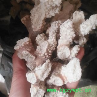 安祁名药珊瑚 白珊瑚 红珊瑚图2