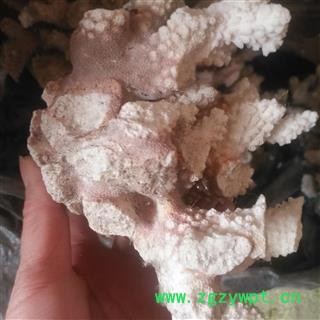 安祁名药珊瑚 白珊瑚 红珊瑚图3