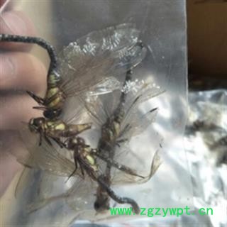 安祁名药优质大个蜻蜓  绿蜻蜓标本 1只/包图2