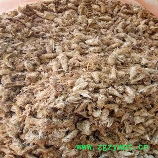 安祁名药中药材雄蚕蛾 原蚕蛾图2