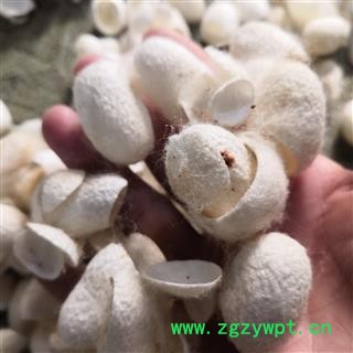 安祁名药中药材蚕茧壳  蚕衣  茧黄 绵茧图2