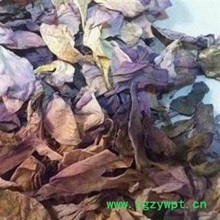 小丽百草行荷花 莲花 荷花瓣 莲花瓣 干荷花水芙蓉 藕花 芙蕖 水芝 水华 泽芝 中国莲图2