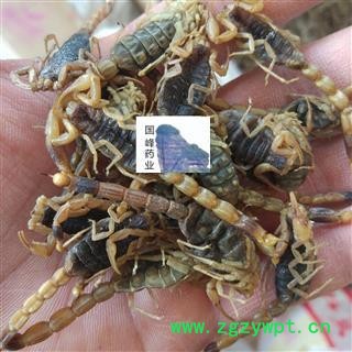 全蝎 山东淡盐全蝎 蝎子 全虫 伏货 产地 山东省图2