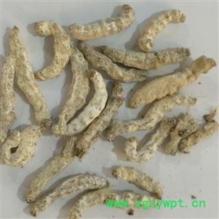 《满198包邮》僵蚕 僵蚕 道地良药 好统货 产地 四川省图2