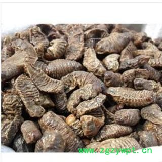 蛴螬 统 产地 安徽省亳州市谯城区图3