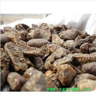 蛴螬 统 产地 安徽省亳州市谯城区图2