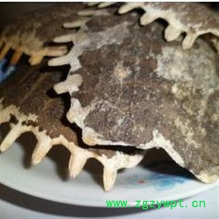 鳖甲 大统 产地 江苏省盐城市市辖区图2