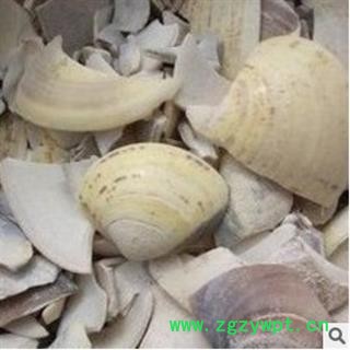 海螺 海蛤壳 统 产地 浙江省绍兴市市辖区图2