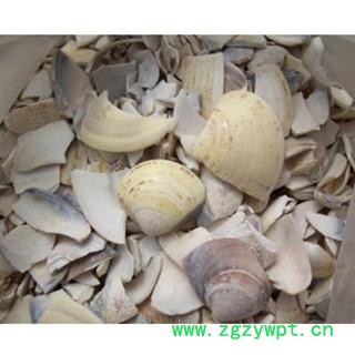 海螺 海蛤壳 统 产地 浙江省绍兴市市辖区图3