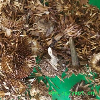 瑞森药材行中药材紫锥菊花松果菊紫锥花紫雏菊图2