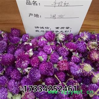 千日红 千日紫 花茶 晒干推荐有斑女性使用美容养生图2