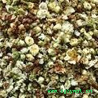 诺源药材行正品白梅花 绿梅花 绿萼梅图3