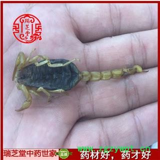 清水全蝎统货  河北河南清水全蝎秋货 药典正品 中药材 瑞芝堂产地直供1000克 规格齐全 一站购齐图4