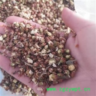 安祁名药绿萼梅 绿梅花 白梅花图2