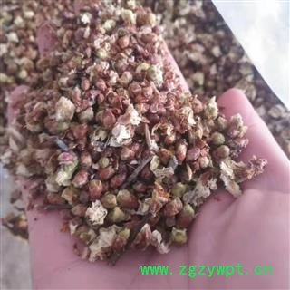 安祁名药绿萼梅 绿梅花 白梅花图3