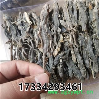 壁虎 国产壁虎统个 天龙 守宫 爬壁虎 爬墙虎 四脚蛇图4