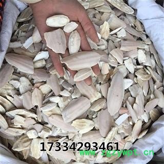 小海螵蛸 乌贼骨 海螵蛸 墨鱼骨  中药材图3