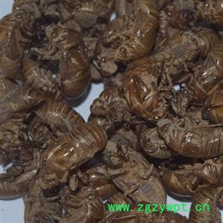 诺源药材行中药材中药材蝉蜕 蝉皮 蟾皮 蛇皮图2