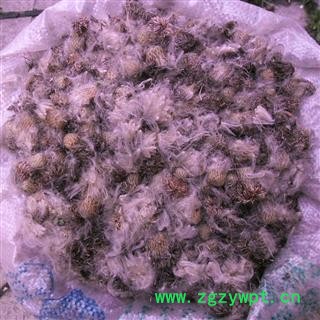 刺红花,小戟花 统货 产地 四川省成都市双流县图4