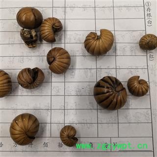 诺源药材行中药材马陆 滚山虫 滚山珠 珍稀昆虫图2