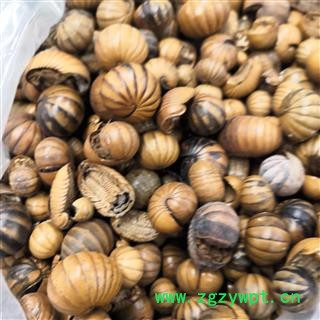 诺源药材行中药材马陆 滚山虫 滚山珠 珍稀昆虫图3