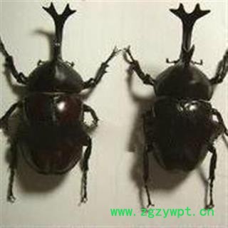 诺源药材行中药材独角仙 梅花独角  独角蜣螂图2