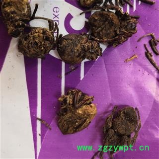 诺源中药材正品黑蜘蛛  蜘蛛图3