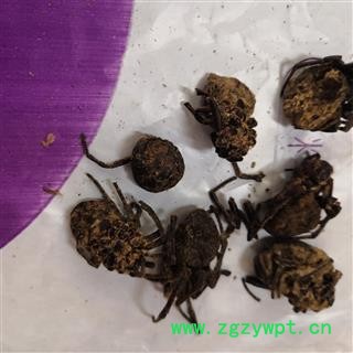 诺源中药材正品黑蜘蛛  蜘蛛图2