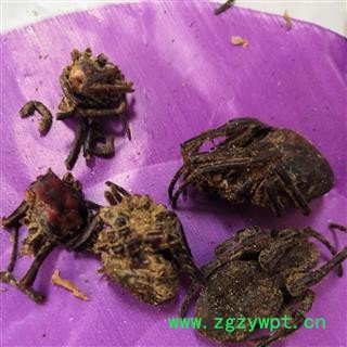 诺源中药材正品黑蜘蛛  蜘蛛图4