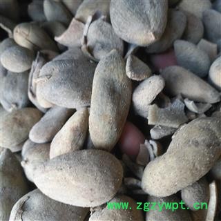 安祁名药正品五倍子  优质统货图4